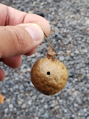 Amphibolips quercusinanis