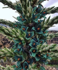 Puya alpestris