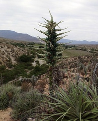 Puya alpestris