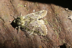 Psilacron arthuri