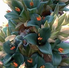 Puya alpestris