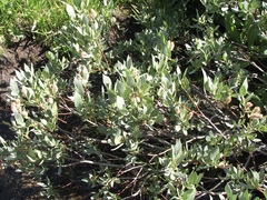 Salix wolfii