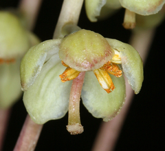 Pyrola dentata