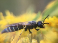 Philanthus solivagus