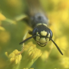 Philanthus solivagus