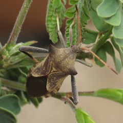 Mozena arizonensis