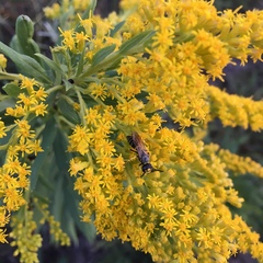 Philanthus solivagus