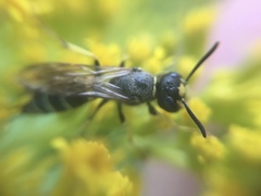 Philanthus solivagus