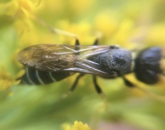 Philanthus solivagus