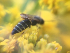 Philanthus solivagus