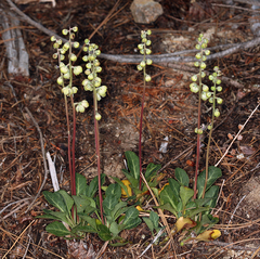 Pyrola dentata