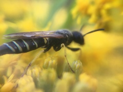 Philanthus solivagus