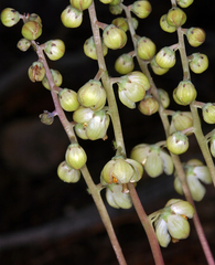 Pyrola dentata