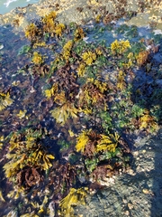 Pelvetiopsis limitata