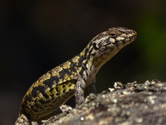 Liolaemus confusus