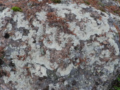 Arctoparmelia centrifuga