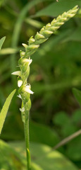 Spiranthes casei