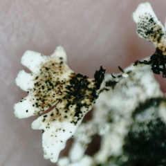 Arctoparmelia centrifuga