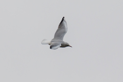 Chroicocephalus ridibundus