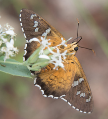 Apyrrothrix araxes