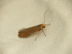 Crassa unitella