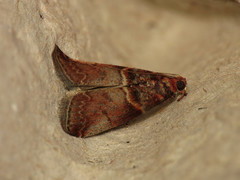 Acrobasis advenella
