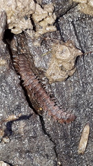 Polydesmus complanatus illyricus