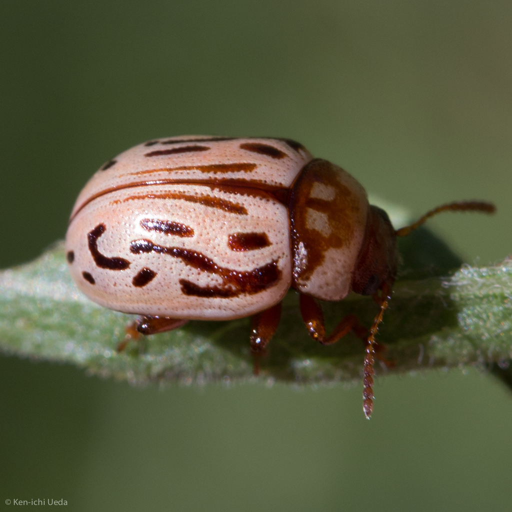 Zygogramma conjuncta