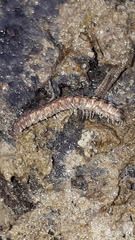 Polydesmus complanatus illyricus