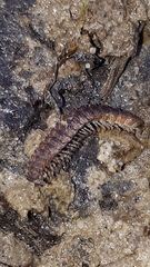 Polydesmus complanatus illyricus