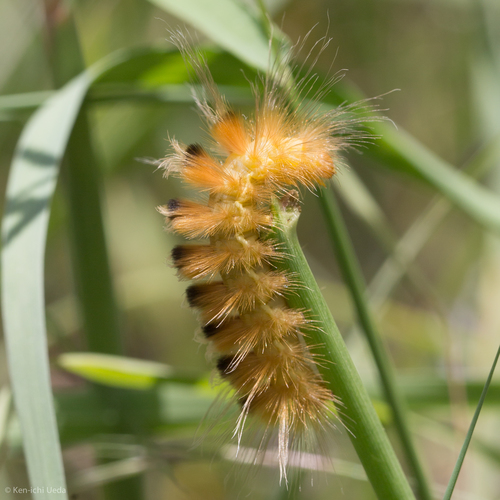 Red-headed Pygarctia Moth photo 3