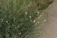Dalea albiflora