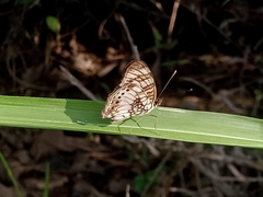 Junonia sophia sophia