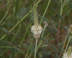Dalea albiflora