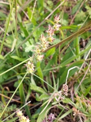 Cenchrus tribuloides