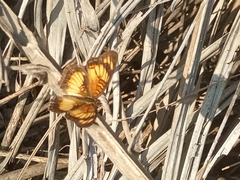 Junonia sophia sophia