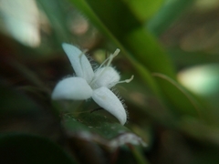 Diodia