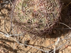 Echinomastus intertextus dasyacanthus