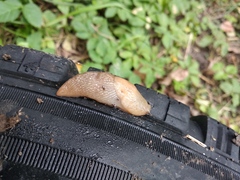 Deroceras caucasicum