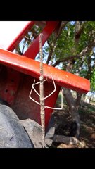 Cladomorphus trimariensis