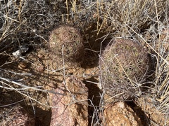 Echinomastus intertextus dasyacanthus