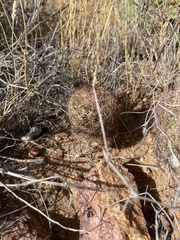 Echinomastus intertextus dasyacanthus