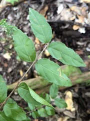 Sageretia minutiflora