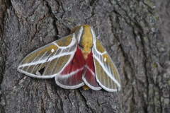 Syssphinx albolineata