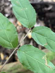 Sageretia minutiflora