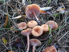 Laccaria laccata affinis