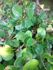 Magnoliopsida