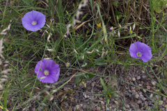 Ipomoea ternifolia