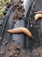 Deroceras caucasicum