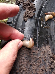 Deroceras caucasicum